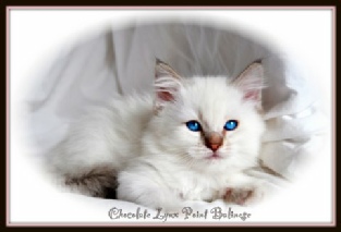 chocolate lynx point balinese